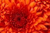 Chrysanthemum.jpg.jpg