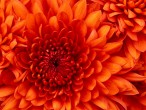 Chrysanthemum.jpg.jpg