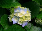 Hydrangeas.jpg.jpg
