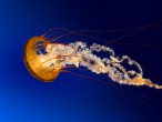 Jellyfish.jpg.jpg