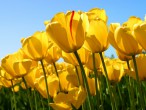 Tulips.jpg.jpg